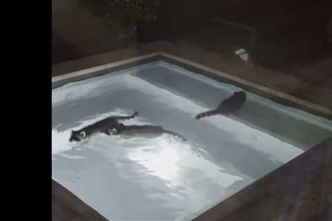 SO CUTE! Raccoons beating the Houston heat by taking a dip in the pool