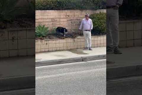 Dog Gets Surprise From Sprinkler