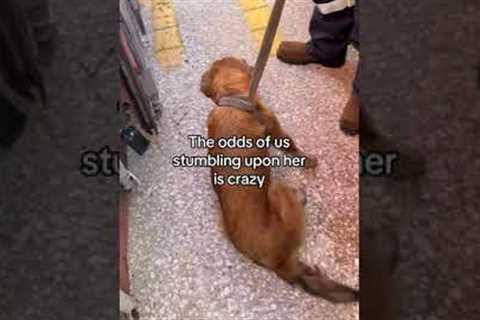 Coast Guard Saves Golden Retriever From Container