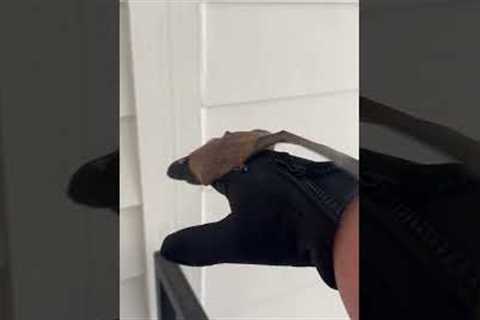 Girl Rescues Bat From Stairwell