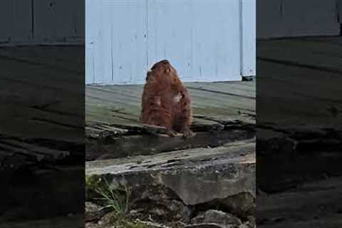 Groundhog's Morning Meditation