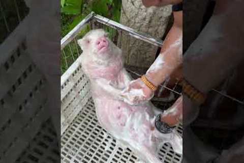 Pampered Pet Pig Getting A Soapy Wash