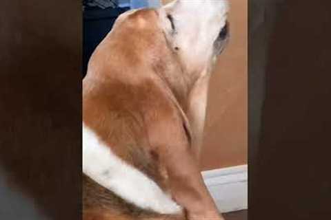 Funny Basset Hound Sings T-Pain! (AUTOTUNE)