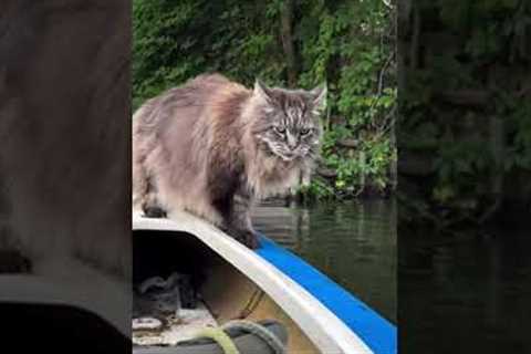 Heroic Boater Rescues Cat From Fox