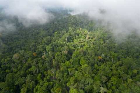 Record-Breaking $225M World Bank Bond Funds Amazon Reforestation