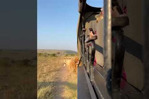 Huge Lion Roars Right Next To Tourists