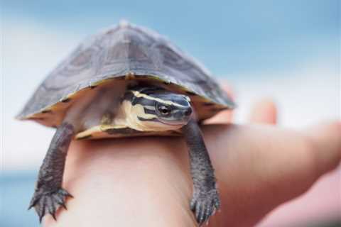 CDC: Small turtles causing Salmonella illness in children