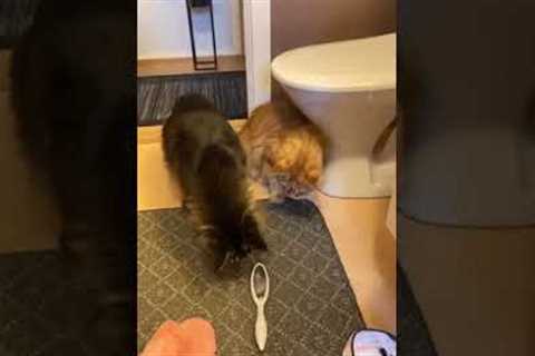 Cat Scared By Suspicious Hairbrush