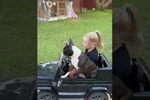 Cute Kid Drives Car With Her Dog