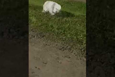 Man Tricked By Magical Rock Puppy