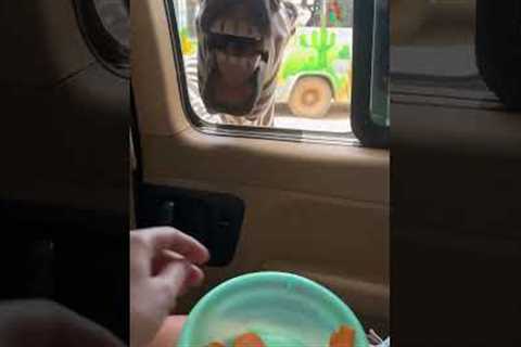 Zebra Asks For Carrots On Safari