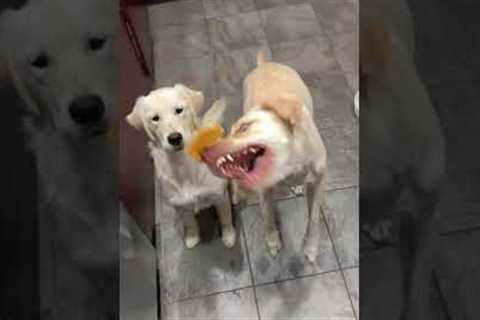 Hungry Dogs Have Cheese Mishap