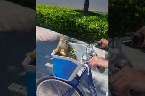 Monkey in a Bike Basket