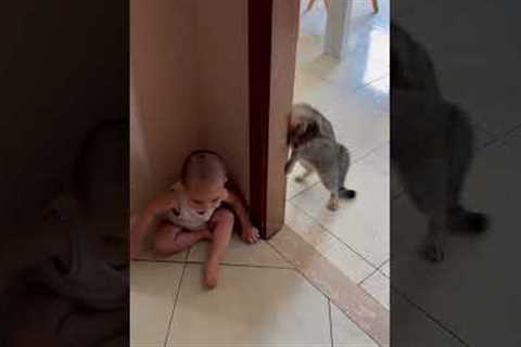 Adorable Cat And Boy Play Together