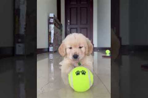 Cute Puppy Gets His First Ball!