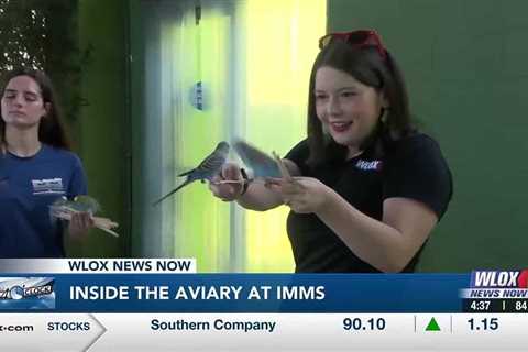 INSIDE LOOK: Meteorologist Taylor Graham visits the aviary at IMMS