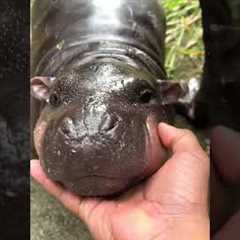 Cute Baby Hippo Loves Attention