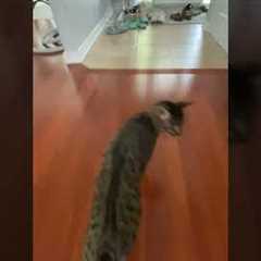 Cat Performs Stunt When Chased