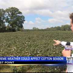 Mississippi’s cotton harvest draws near