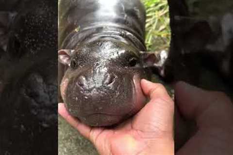 Cute Baby Hippo Loves Attention