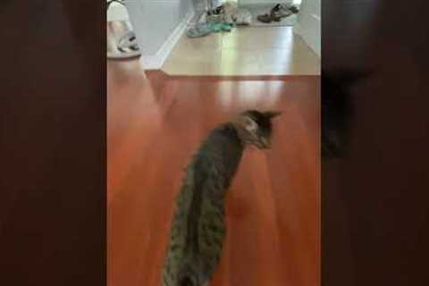 Cat Performs Stunt When Chased