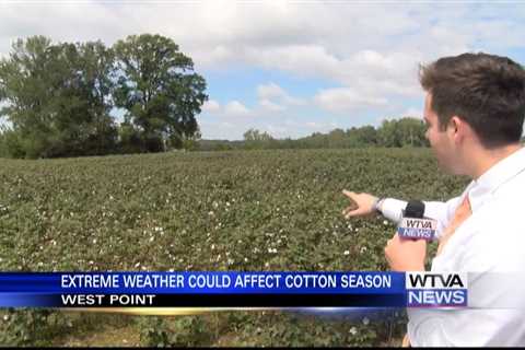 Mississippi’s cotton harvest draws near