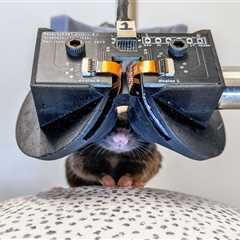 Tiny VR Goggles Created for Mice by Scientists