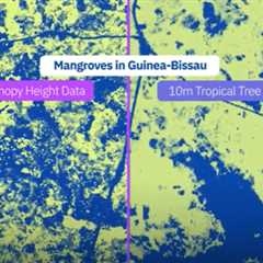 Meta and WRI Unveiled AI-Powered Global Tree Canopy Map