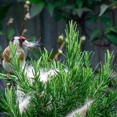 Chemicals in Pet Flea Treatments Are Leading to Songbird Deaths, Report Finds