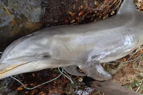Dolphins Starving in Florida Due to Algae Bloom from Waste
