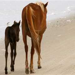 The Unwritten Rules of Dressing for Horse Shows in Currituck County, North Carolina