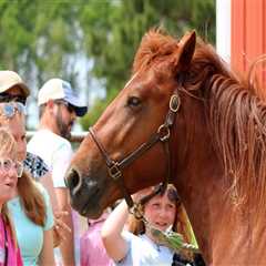 Maximizing Your Presence as a Vendor at Horse Shows in Currituck County, North Carolina