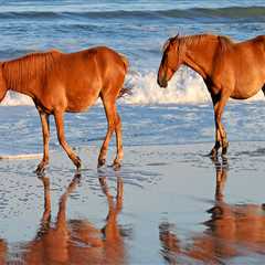 Horse Shows in Currituck County, North Carolina: A Must-Visit Destination for Equestrians