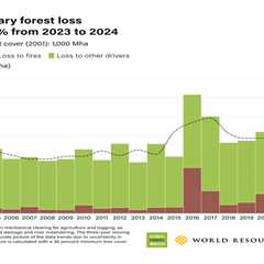 Global forest loss hits “frightening” record high with climate-fuelled fires