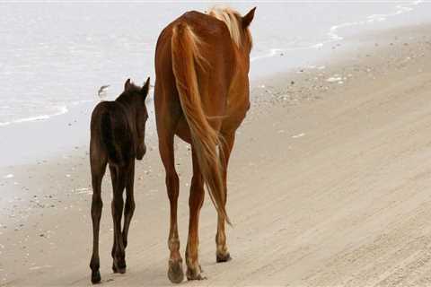 Expert Tips for Saving Money on Horse Shows in Currituck County, North Carolina