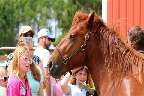 Maximizing Your Presence as a Vendor at Horse Shows in Currituck County, North Carolina