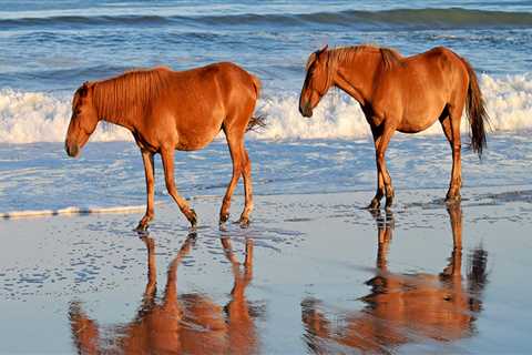 Horse Shows in Currituck County, North Carolina: A Must-Visit Destination for Equestrians