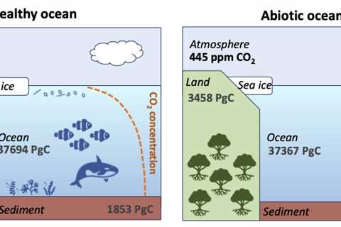 Guest post: How marine life provides climate benefits worth billions of dollars