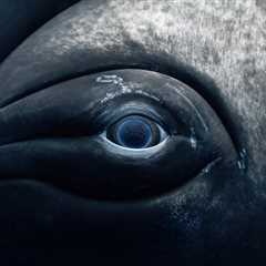 Meet the Winners of the 12th Annual UN World Oceans Day Photo Competition