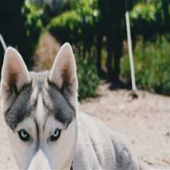 Unleashing the Fun: A Guide to Occasions in Northern California