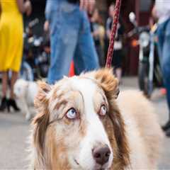 The Insider's Guide to Pet Policies at Music Festivals in Southern Maryland
