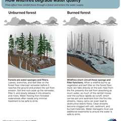 Water Contaminant Levels Can Remain High for Eight Years After a Wildfire, Study Finds