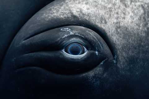 Meet the Winners of the 12th Annual UN World Oceans Day Photo Competition