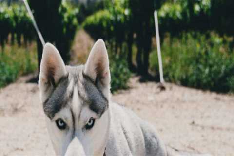 Unleashing the Fun: A Guide to Occasions in Northern California