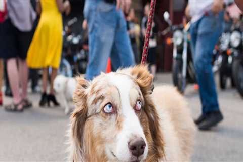 The Insider's Guide to Pet Policies at Music Festivals in Southern Maryland