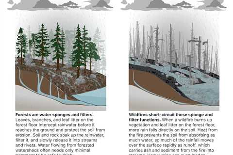 Water Contaminant Levels Can Remain High for Eight Years After a Wildfire, Study Finds