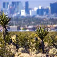 The Political Landscape of Clark County, Nevada: A Comprehensive Look at the Mayor of Las Vegas