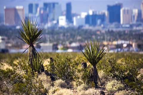 The Political Landscape of Clark County, Nevada: A Comprehensive Look at the Mayor of Las Vegas
