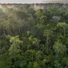 Brazil pledges $1bn in first contribution to COP30 rainforest fund