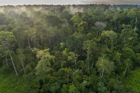 Brazil pledges $1bn in first contribution to COP30 rainforest fund